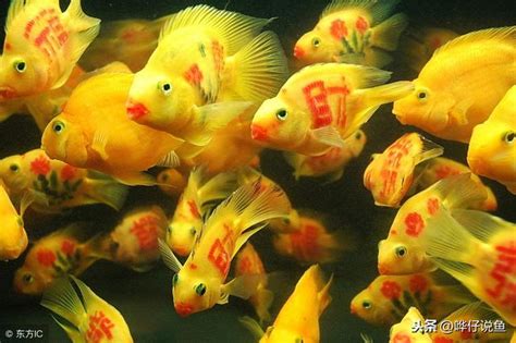 養魚的吉祥數字|養魚能招財，10條最實用的養魚風水（你一定要知道）。